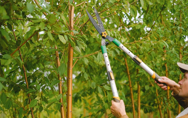Tree trimming in Soldotna, AK